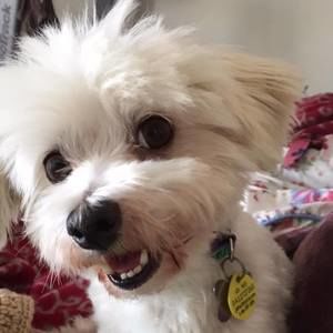 Meet your Posher, Allison